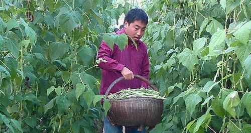 大學(xué)生為實現(xiàn)創(chuàng)業(yè)夢 種植大棚菜喜獲豐收