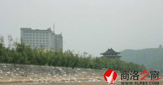 千只白鷺棲息丹江河畔