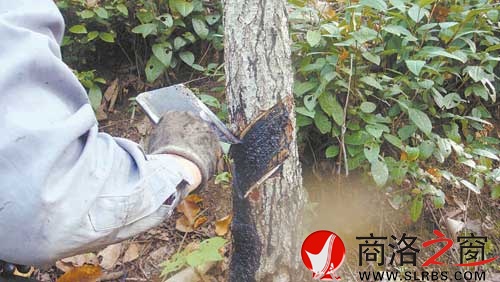 頗有技法的刀口