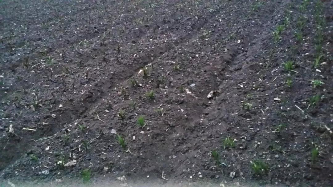 4一顆顆破土而出的中藥幼苗，為龍泉寺村帶來了新希望.jpg