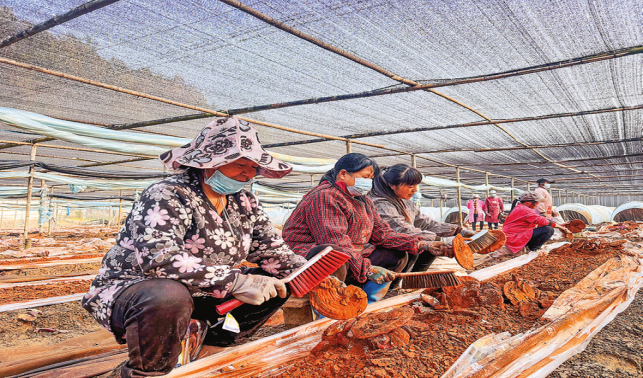 青山腳下“仙草”香 致富路上采收忙