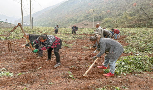青山鎮蜜薯喜獲豐收