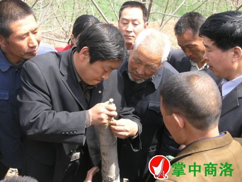 農(nóng)業(yè)專家陳新樂(左二)在丹鳳縣棣花鎮(zhèn)兩嶺村指導(dǎo)核桃高接換優(yōu)嫁接技術(shù)