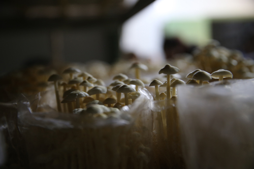 商州區(qū)田野現(xiàn)代農(nóng)業(yè)園區(qū)簡介