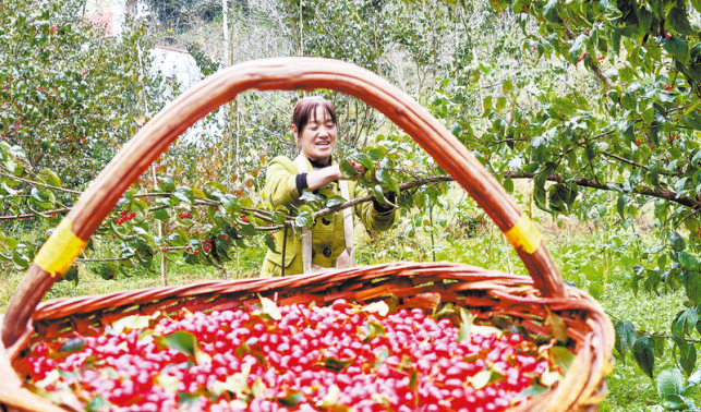 山茱萸鋪就產業振興路