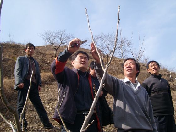 開展果樹嫁接、修剪等技術培訓.JPG