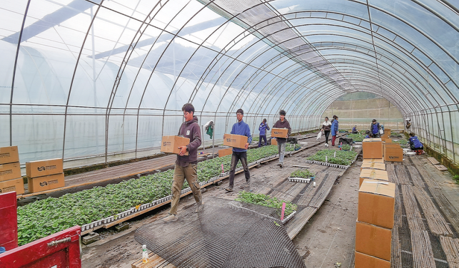 保安鎮草莓苗俏銷外省