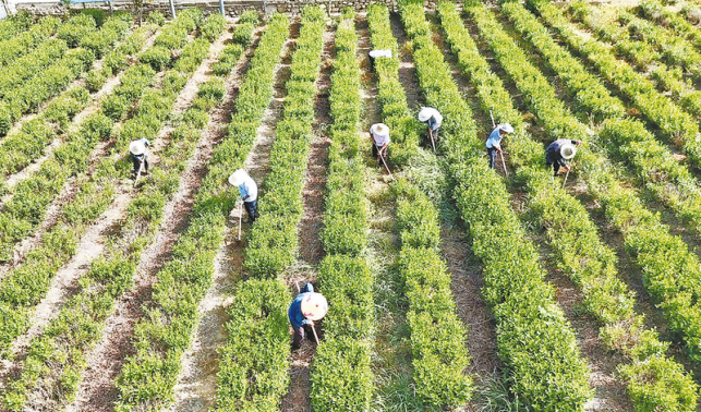郭家埡村 茶產業繪就鄉村振興新畫卷