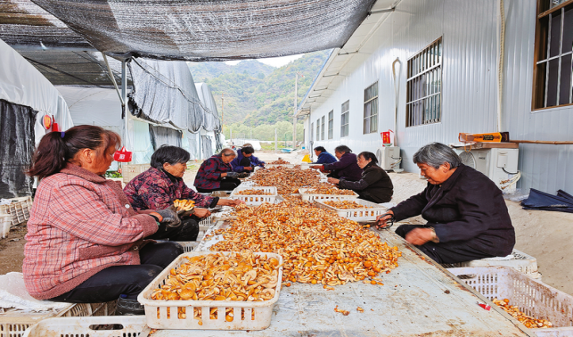中村鎮 滑子菇產銷兩旺