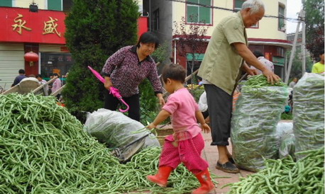 洛南縣景村鎮迎來豆角銷售高峰