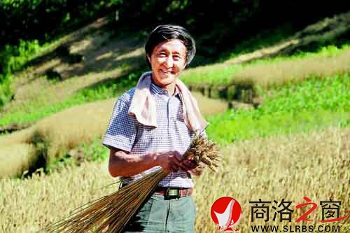 施慶壽來給親戚幫忙，他把麥穗編好后，用來捆麥子。