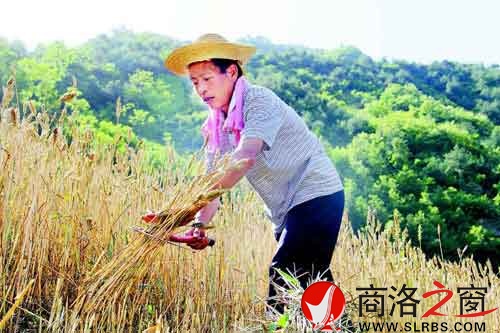 下午兩點多，一天中最熱的時候，趙順堂頂著太陽在地里割麥子。