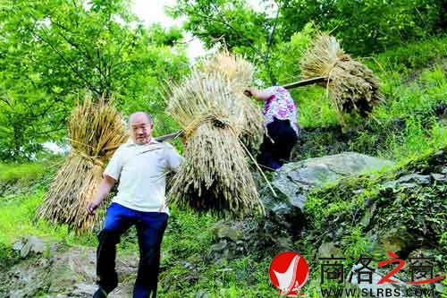 擔著麥子回家