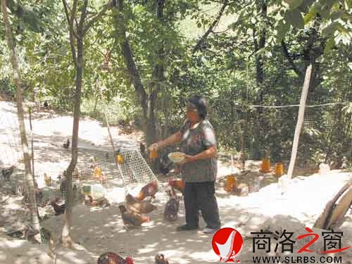 在新一輪扶貧開發中，我市不少農戶都將林下養殖作為發展項目。