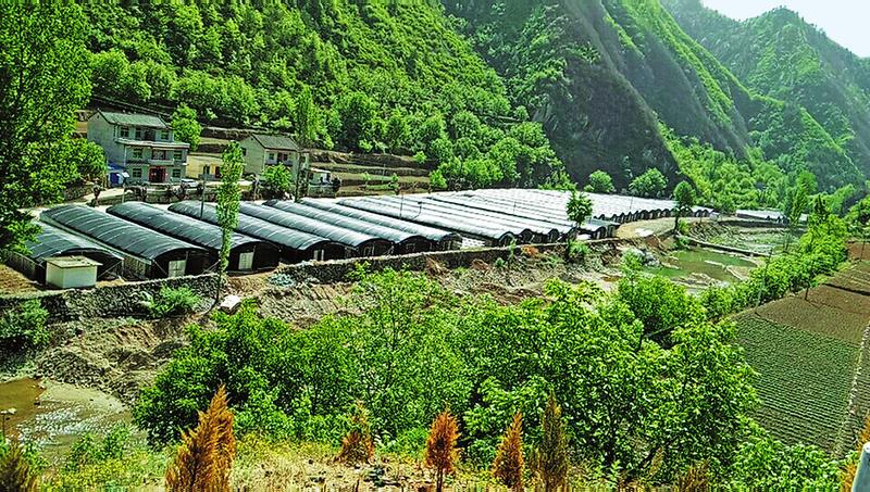 木耳產業助脫貧