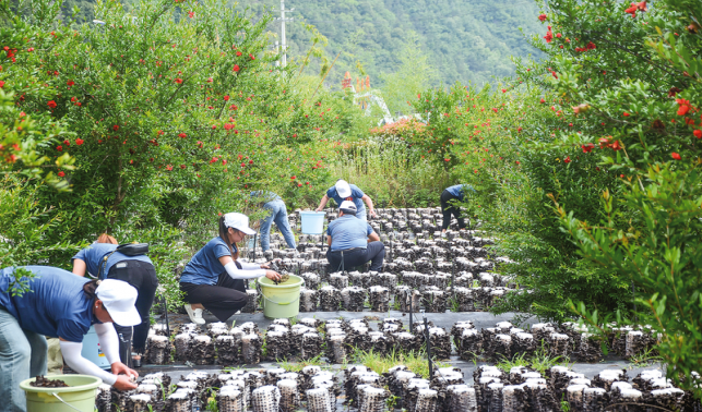 商洛市木耳吊袋采摘勞動和技能大賽在柞水縣舉行